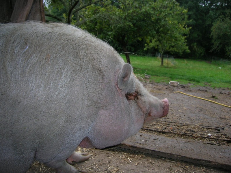Foto
