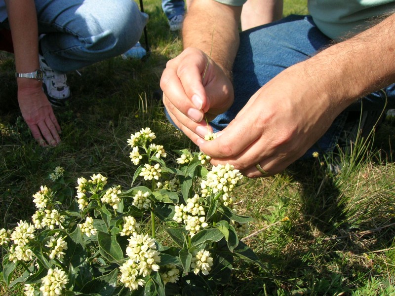 Foto