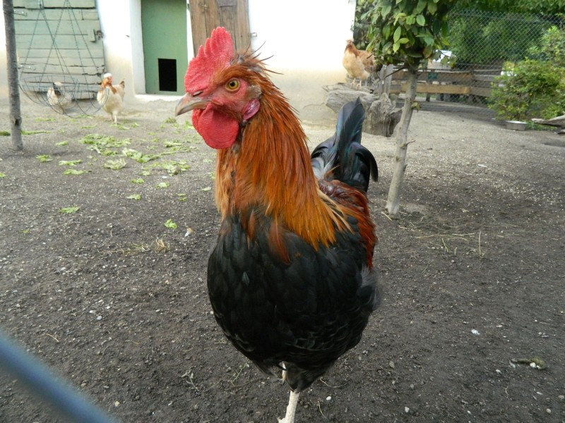 Foto