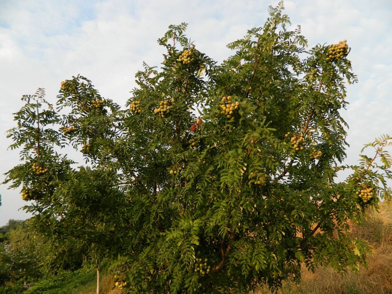 Foto