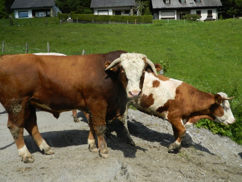 Foto