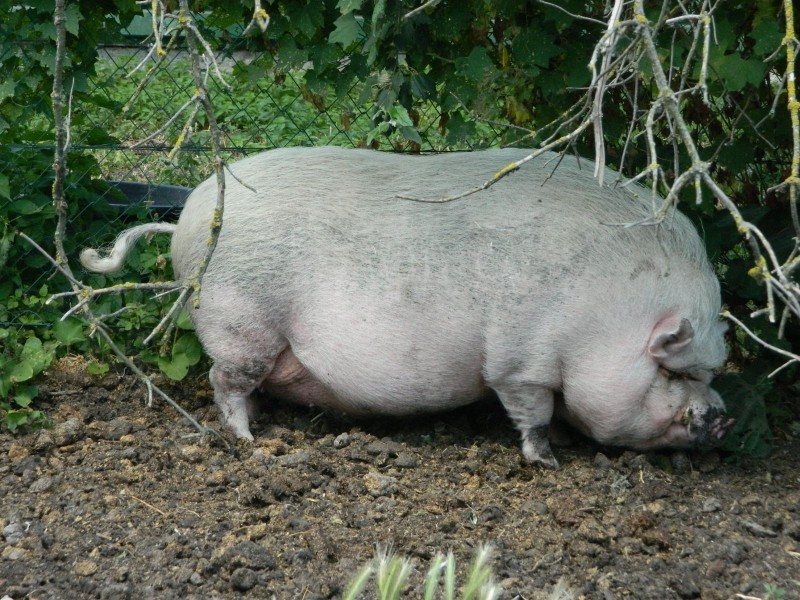 Foto
