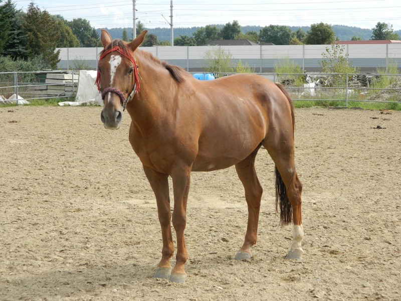 Foto